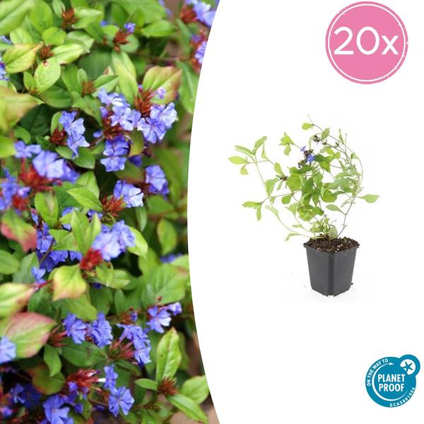 Ceratostigma Plumbaginoides - Loodkruid - ↕10-25cm - Ø9cm - Bodembedekker - Borderplant - 20x