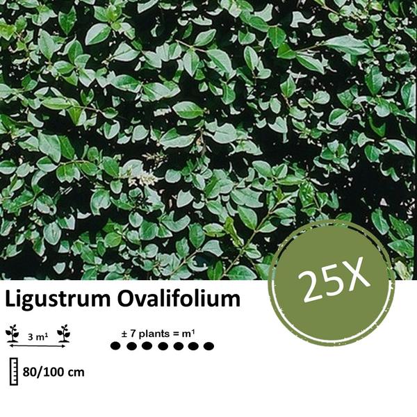 Ligustrum Ovalifolium - Blote wortel - ↕80-100cm - 25x