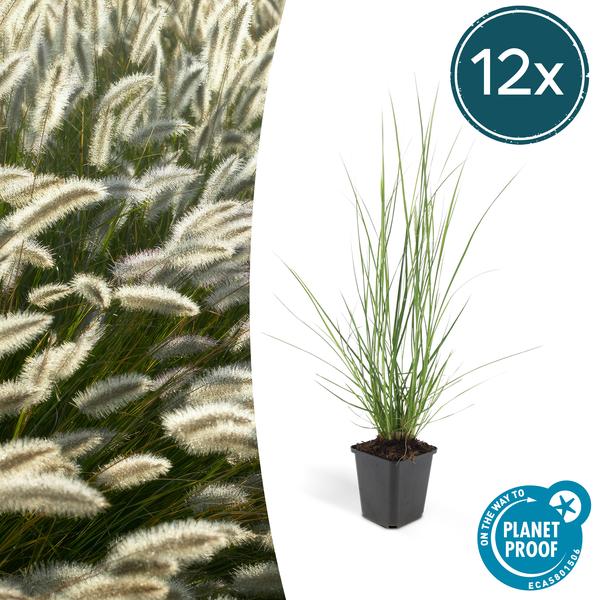 Pennisetum Alopecuroides 'Hameln' - Lampenpoetsersgras - ↕10-25cm - Ø9cm - Siergras - 12x