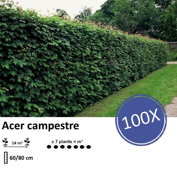 Acer Campestre - Veldesdoorn - blote wortel - ↕60-80cm - 100x