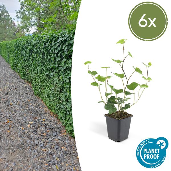 Hedera Hibernica - ↕10-25cm - Ø9cm - Klimop - Bodembedekker - 6x