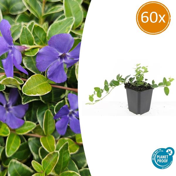 Vinca minor 'Ralph Shugert' - Kleine Maagdenpalm - ↕10-25cm - Ø9cm - Bodembedekker - 60x
