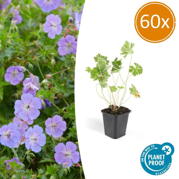 Geranium Rozanne - ↕10-25cm - Ø9cm - Ooievaarsbek - Bodembedekker - 60x