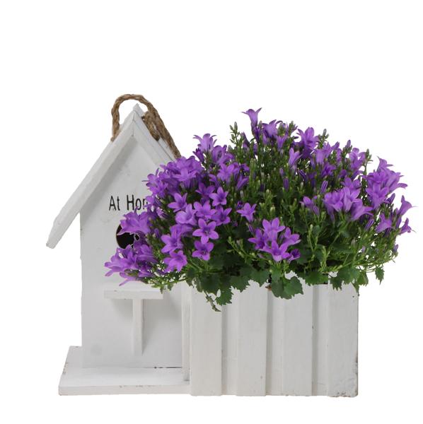 Campanula Addenda Ambella Intense | Klokjesbloem paars in houten sierpot / vogelhuisje - Ø12cm - vaste plant - winterhard