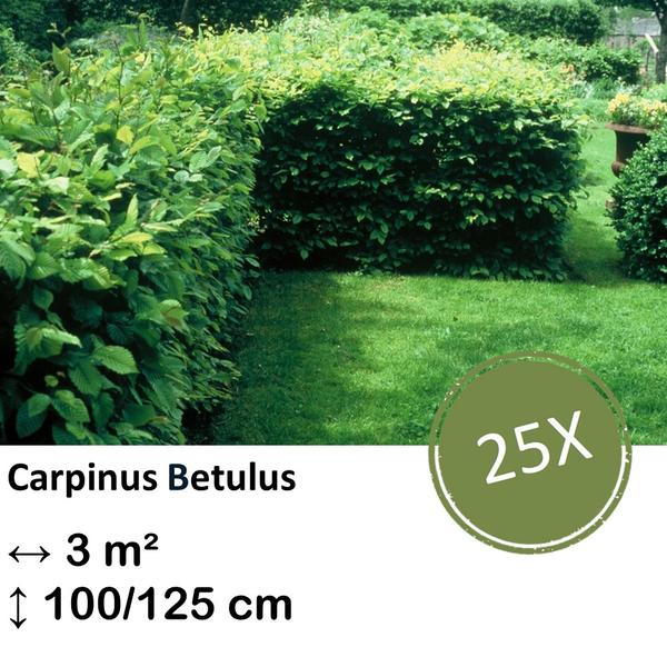 Carpinus Betulus - Haagbeuk - blote wortel - ↕100/125 - 25x
