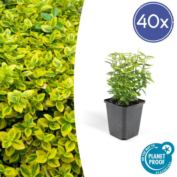 Euonymus Fortunei 'Emerald 'n Gold’ - Japanse Kardinaalsmuts - ↕10-25cm - Ø9cm - Bodembedekker - 40x