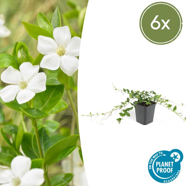 Vinca minor 'Alba' - Kleine Maagdenpalm - ↕10-25cm - Ø9cm - Bodembedekker - 6x