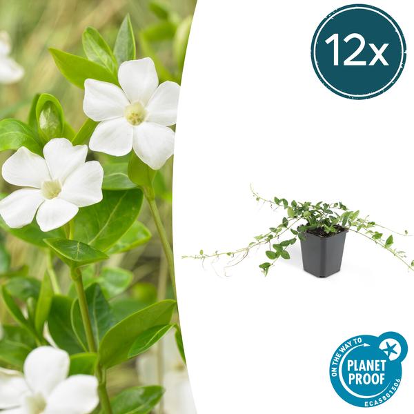 Vinca minor 'Alba' - Kleine Maagdenpalm - ↕10-25cm - Ø9cm - Bodembedekker - 12x