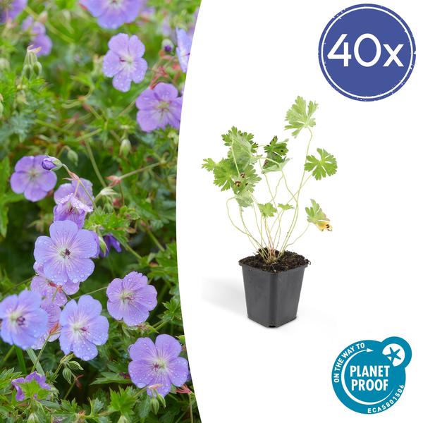 Geranium Rozanne - ↕10-25cm - Ø9cm - Ooievaarsbek - Bodembedekker - 40x