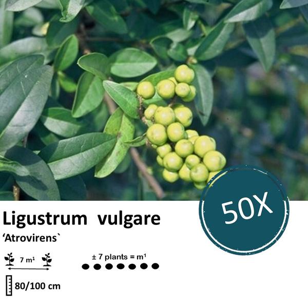 Ligustrum vulgare 'Atrovirens` - blote wortel - ↕80-100cm - 50x