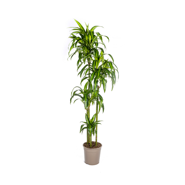 Dracaena Deremensis Hawaiian Sunshine - ↕180cm - Ø27cm