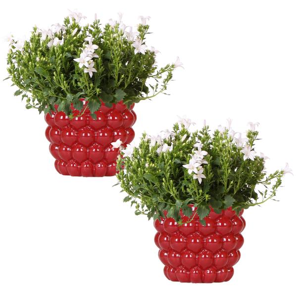 Campanula Addenda Ambella White in Berry sierpotten - 2x - Ø12cm - vaste plant - winterhard