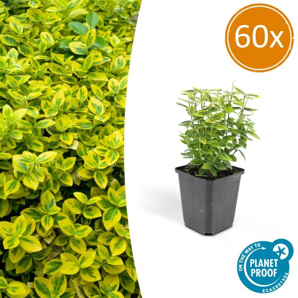 Euonymus Fortunei 'Emerald 'n Gold’ - Japanse Kardinaalsmuts - ↕10-25cm - Ø9cm - Bodembedekker - 60x