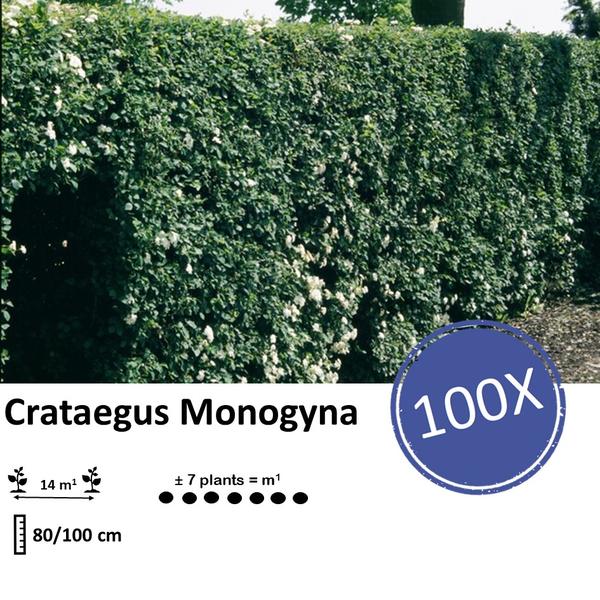 Crataegus Monogyna - Eenstijlige Meidoorn - Blote wortel - ↕80-100cm - 100x