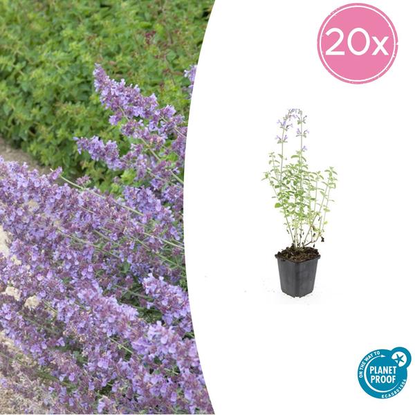 Nepeta 'Walker's Low' - Kattekruid - ↕10-25cm - Ø9cm - Borderplant - 20x