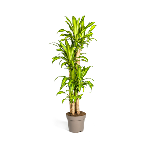 Dracaena Fragrans Massangeana - ↕180cm - Ø30cm - Drakenplant