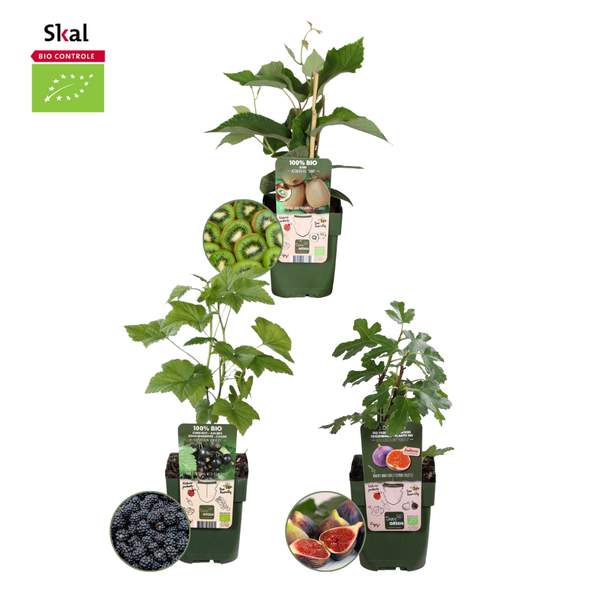 Fruitplanten mix set van 3 verschillende soorten - Biologisch - "Zoete oogst trio"