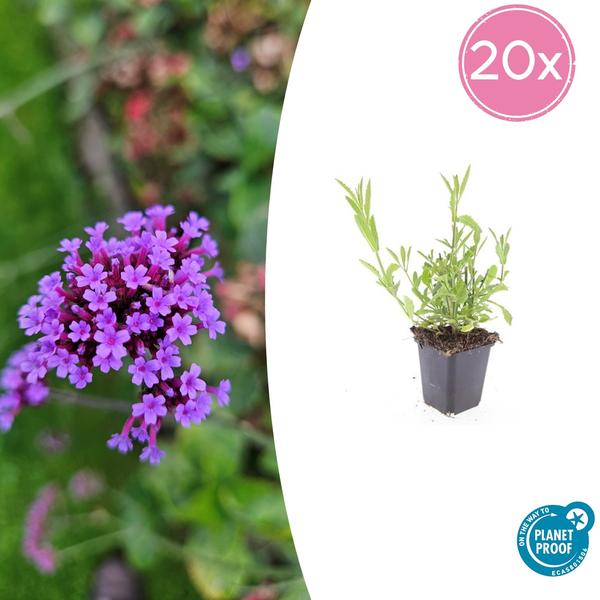 Verbena Bonariensis - IJzerhard - ↕10-25cm - Ø9cm - Borderplant - 20x
