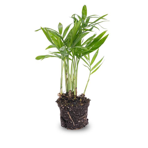 Parlour Palm - Chamaedorea Elegans 'baby' - Terrarium plant - Ø6cm