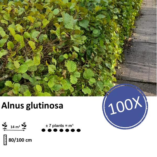 Alnus Glutinosa - Zwarte Els - Blote wortel - ↕80-100 - 100x