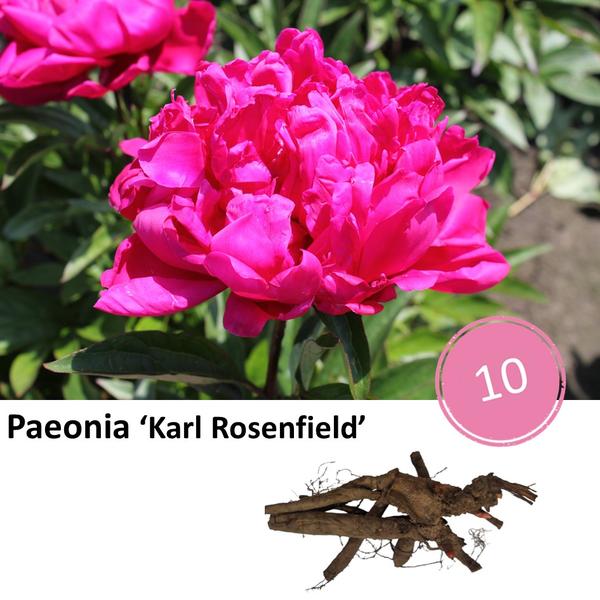 Pioenrozen - Paeonia 'Karl Rosenfield' - 10x