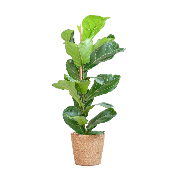 Ficus Lyrata met Mand Sofia naturel - ↕80cm - Ø21cm