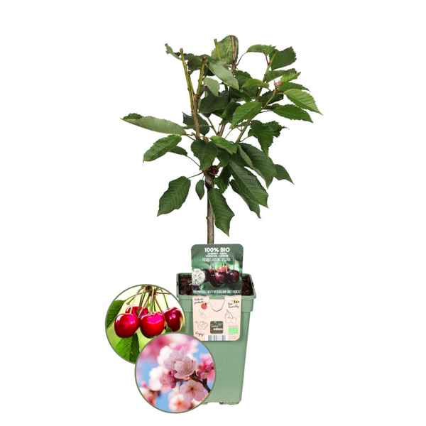 Kersenboom Biologisch - Prunus Avium - ↕60cm - Ø20cm - 1x