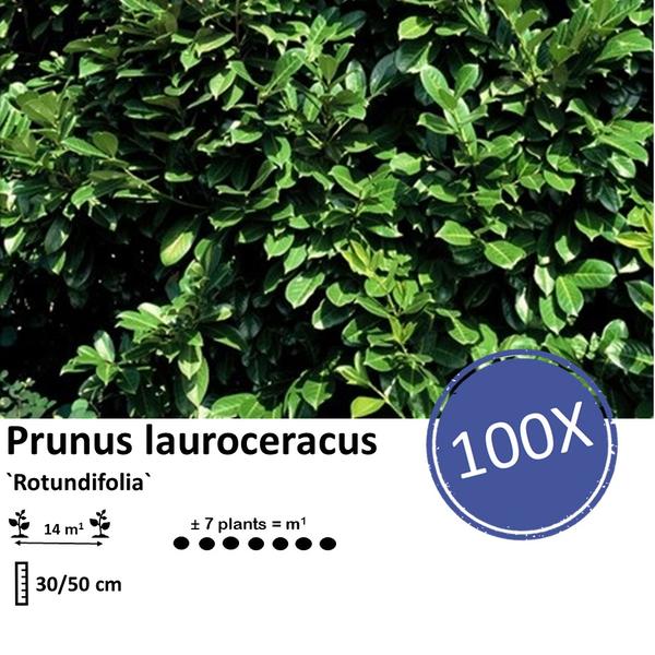 Prunus laurocerasus `Rotundifolia`- Laurierkers - ↕30-50cm - blote wortel - 100x