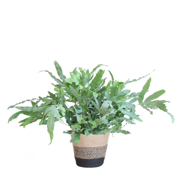 Phlebodium Aureum 'Blue Star' - Blauwvaren - met Mand Lissabon zwart - ↕40cm - Ø17cm