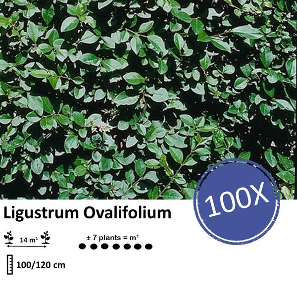 Ligustrum Ovalifolium - Blote wortel - ↕100-120cm - 100x