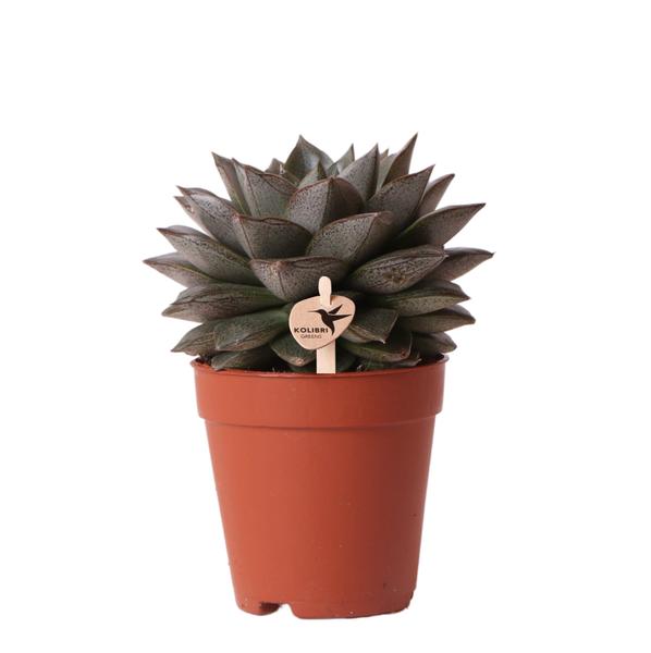 Echeveria Purpusorum - Vetplant - Ø9cm - Kolibri Greens