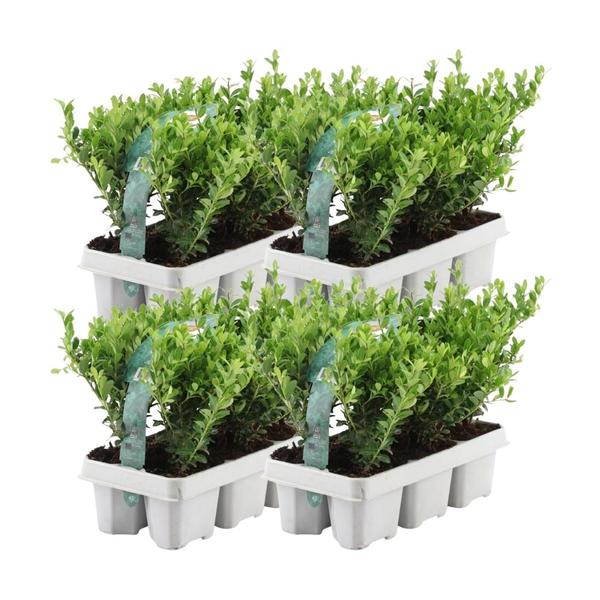 Ilex crenata 'Jenny' - ↕15 cm - Ø7cm - 4x6 pack - 24x