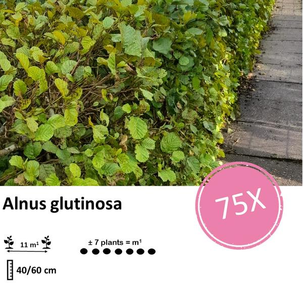 Alnus Glutinosa - Zwarte Els - Blote wortel - ↕40-60 - 75x