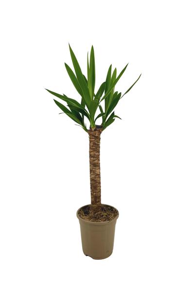 Yucca Elephantipes - ↕70-80cm - Ø17cm
