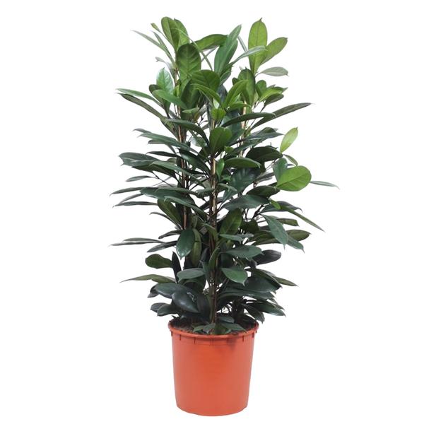 Ficus Cyathistipula struik - ↕140 cm - Ø34cm