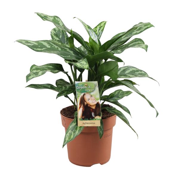 Aglaonema Maria - ↕40cm - Ø17cm