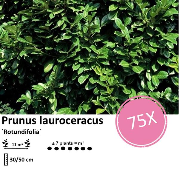 Prunus laurocerasus `Rotundifolia`- Laurierkers - ↕30-50cm - blote wortel - 75x