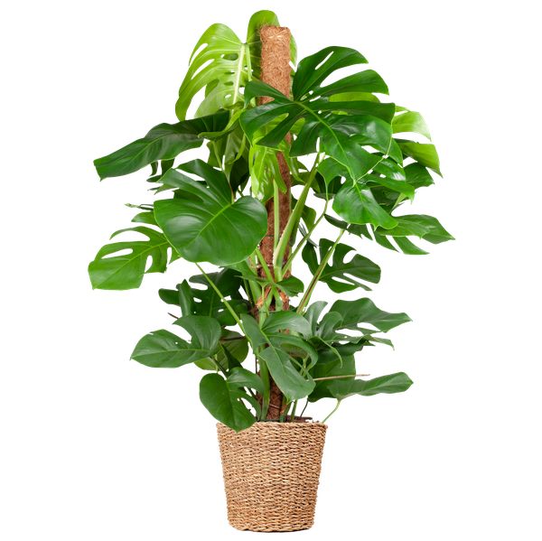 Monstera Deliciosa XL met Torun mand - Gatenplant - ↕120cm - Ø24cm