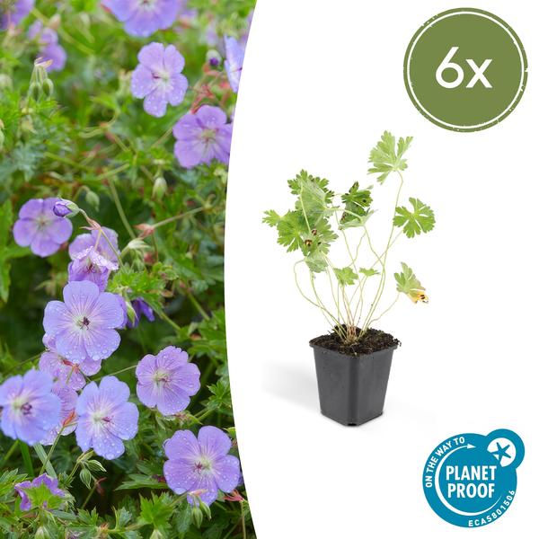 Geranium Rozanne - ↕10-25cm - Ø9cm - Ooievaarsbek - Bodembedekker - 6x