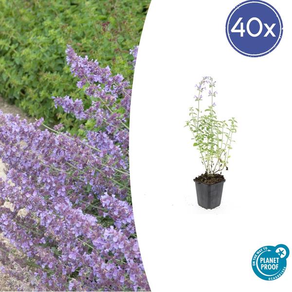 Nepeta 'Walker's Low' - Kattekruid - ↕10-25cm - Ø9cm - Borderplant - 40x