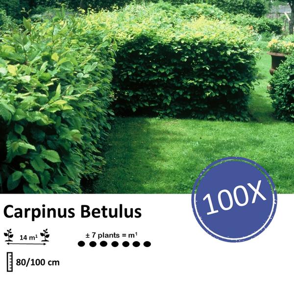 Carpinus Betulus - Haagbeuk - blote wortel - ↕80/100 - 100x