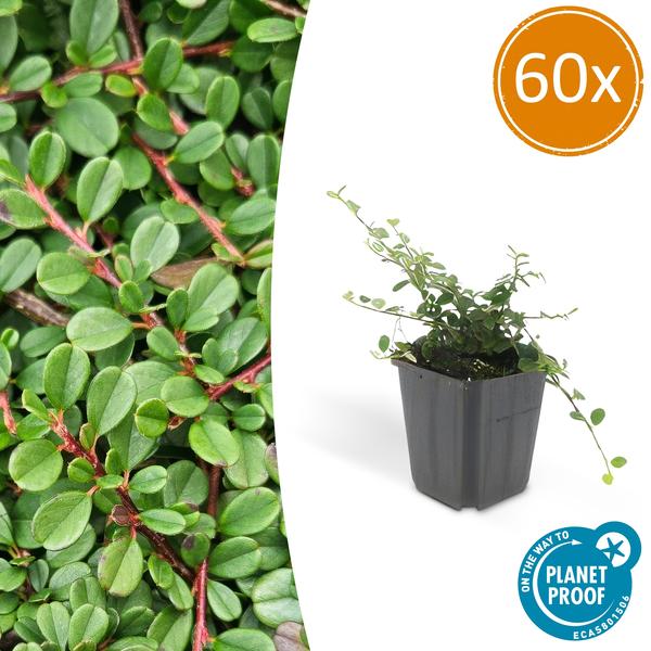 Cotoneaster Procumbens 'Streib's Findling' - ↕10-25cm - Ø9cm - Bodembedekker - Borderplant - 60x
