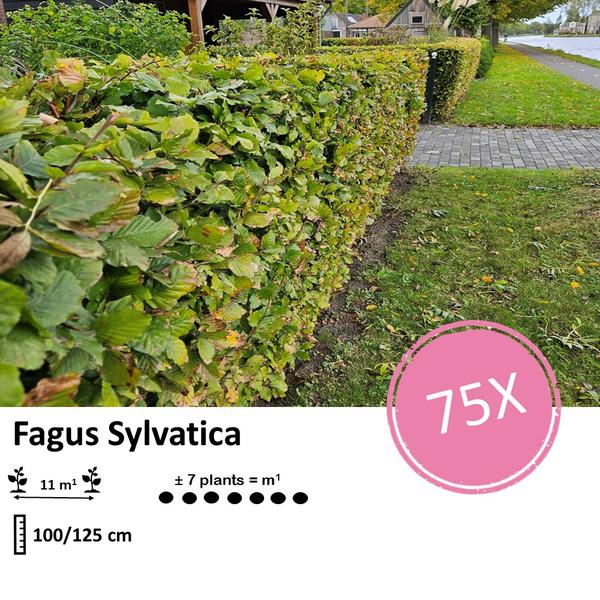 Fagus Sylvatica - Beukenhaag - Blote wortel - ↕100-125cm - 75x