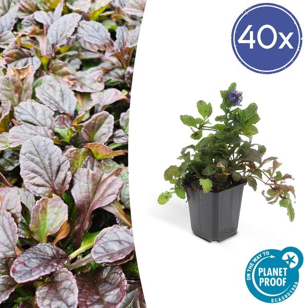 Ajuga Reptans - ↕10-25cm - Ø9cm - Kruipend Zenegroen - Bodembedekker - 40x