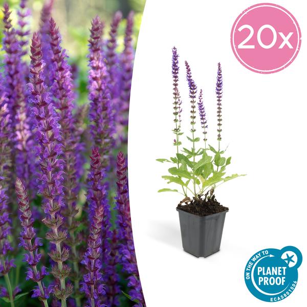 Salvia Nemorosa 'Ostfriesland' - Bossalie - ↕10-25cm - Ø9cm - Borderplant - 20x