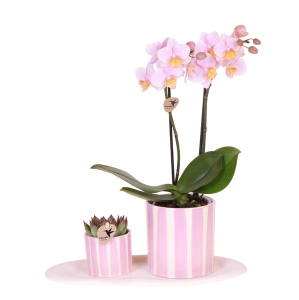 Roze orchidee Andorra en succulent in Painted Stripe sierpot op cloud plate - Set - Ø9cm & Ø6cm - Bloeiende kamerplant