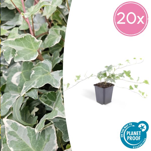 Hedera Helix 'Glacier' - ↕10-25cm - Ø9cm - Klimop - Bodembedekker - 20x