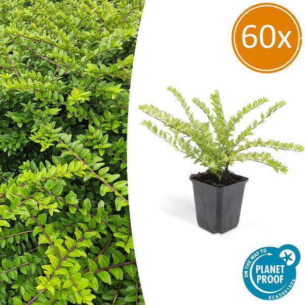Lonicera Nitida 'Maigrün' - Kamperfoelie - ↕10-25cm - Ø9cm - Borderplant - 60x