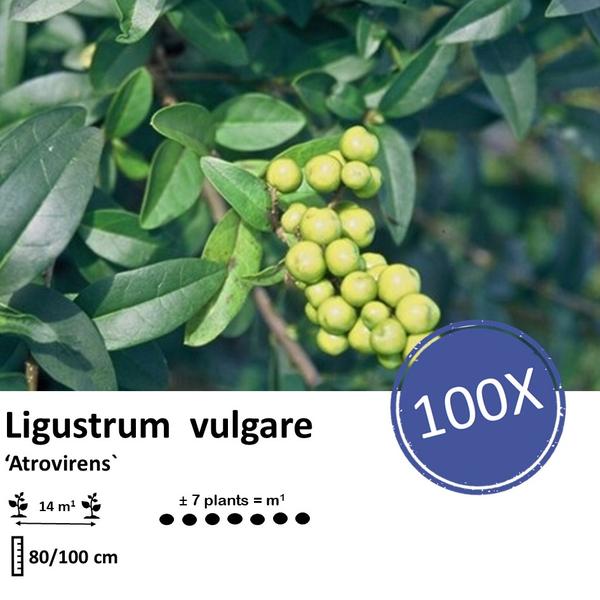 Ligustrum vulgare 'Atrovirens` - blote wortel - ↕80-100cm - 100x