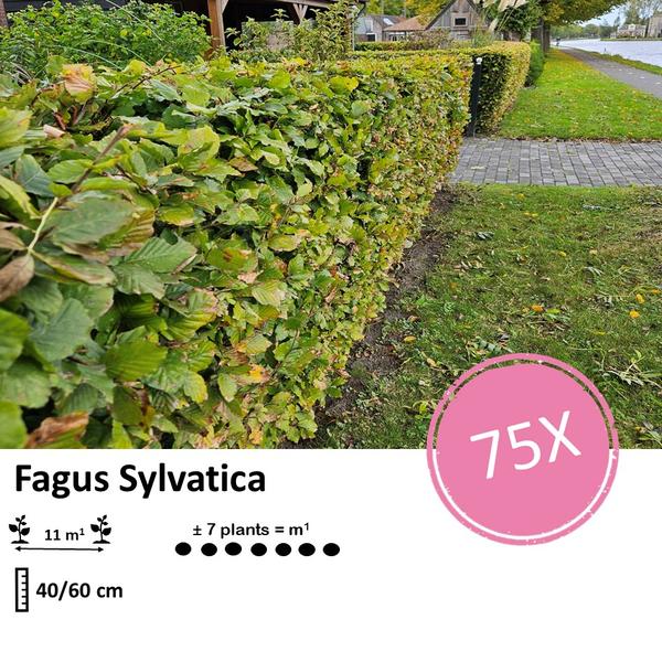 Fagus Sylvatica - Beukenhaag - Blote wortel - ↕40-60cm - 75x